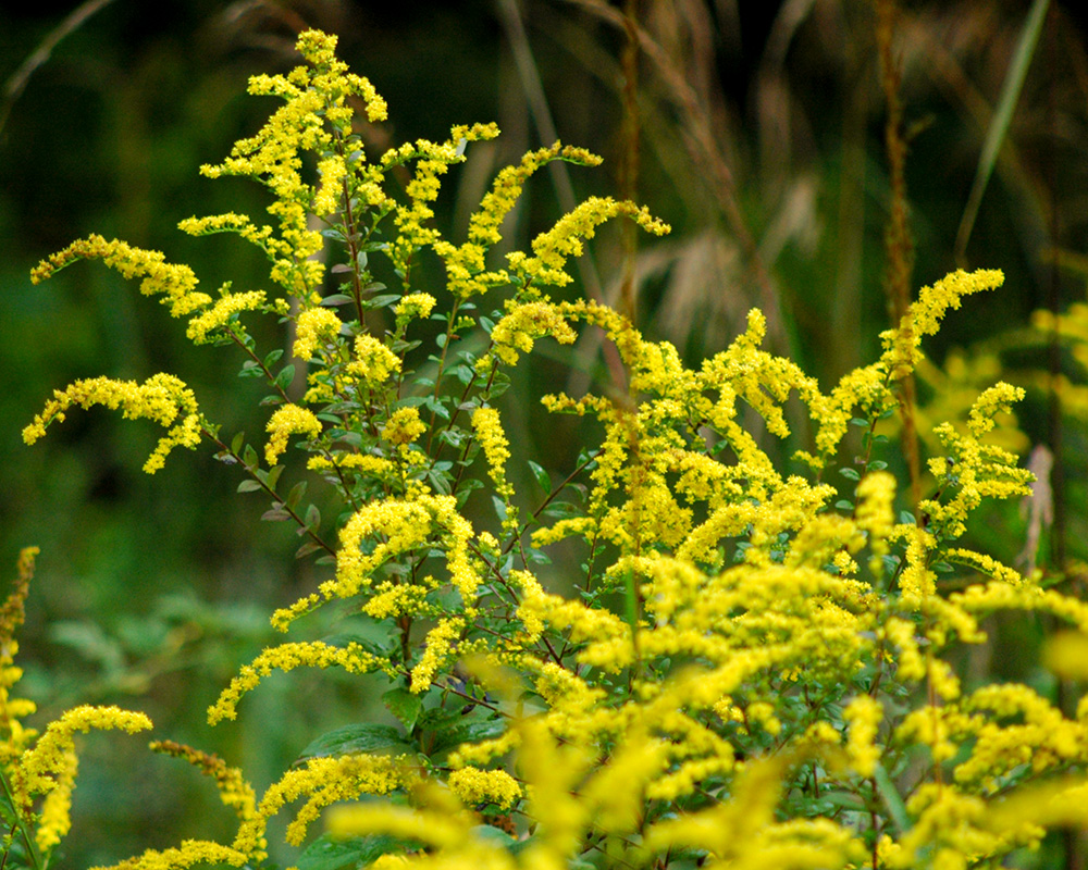 Thin Hairy Rough-leaf Goldenrod