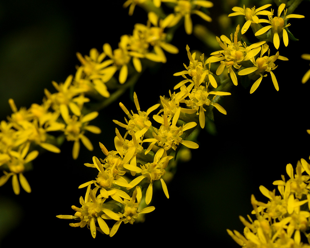 Solidago rugosa var. rugosa