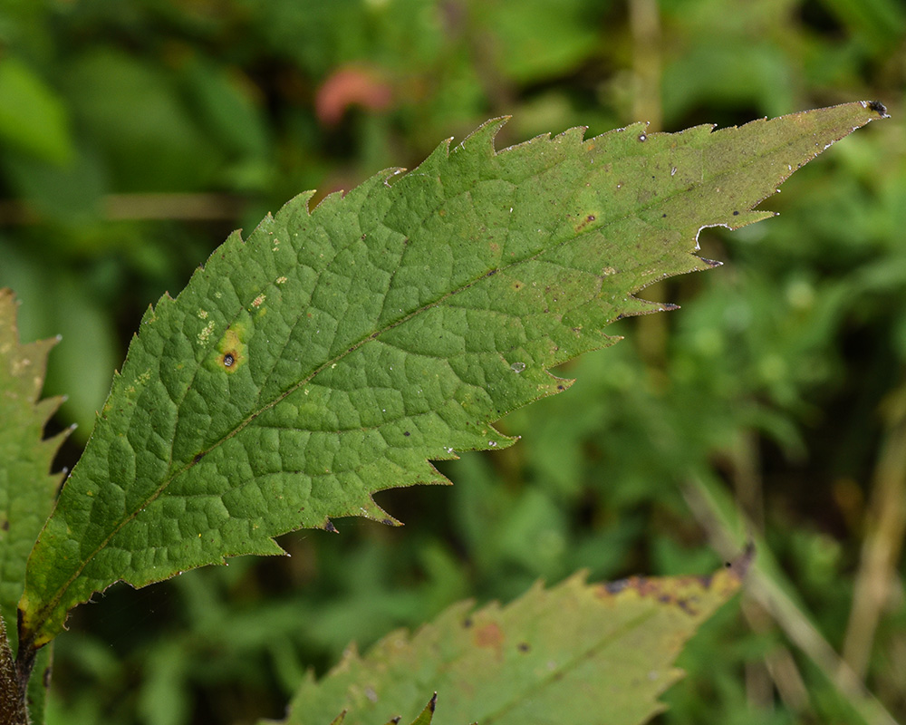 Solidago rugosa var. rugosa