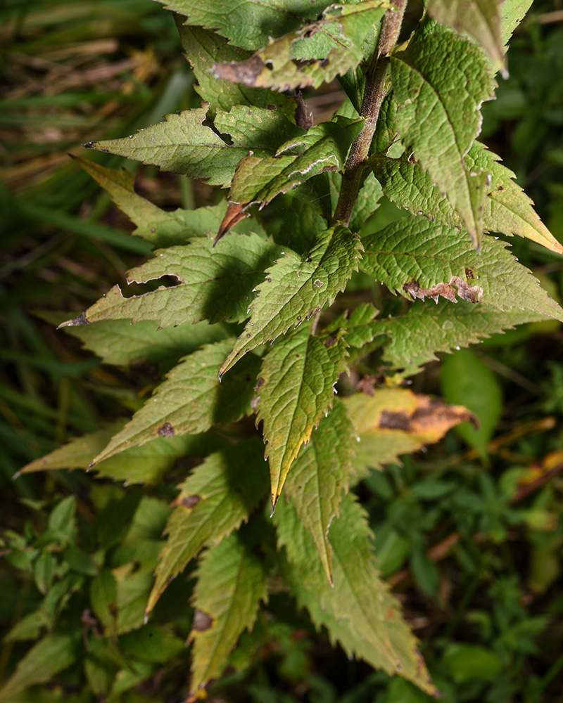 Solidago rugosa var. rugosa