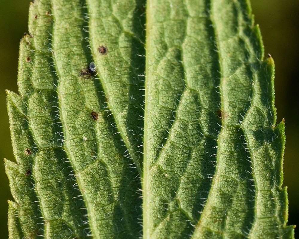 Solidago rugosa var. rugosa