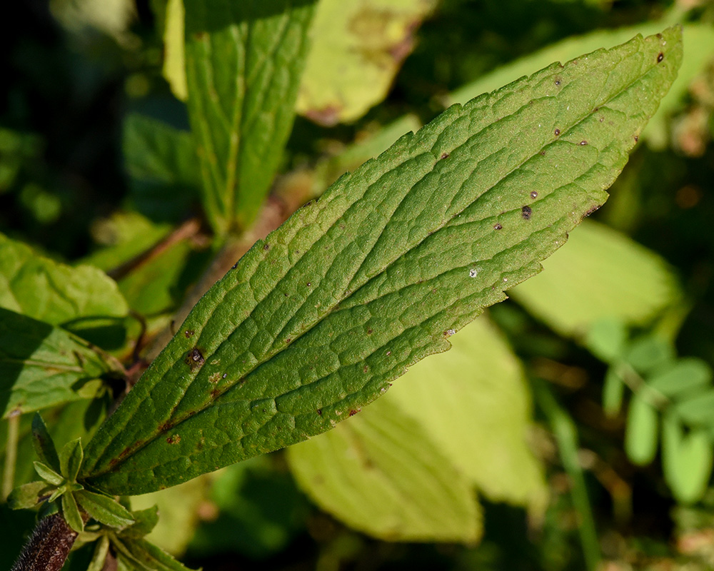 Solidago rugosa var. rugosa
