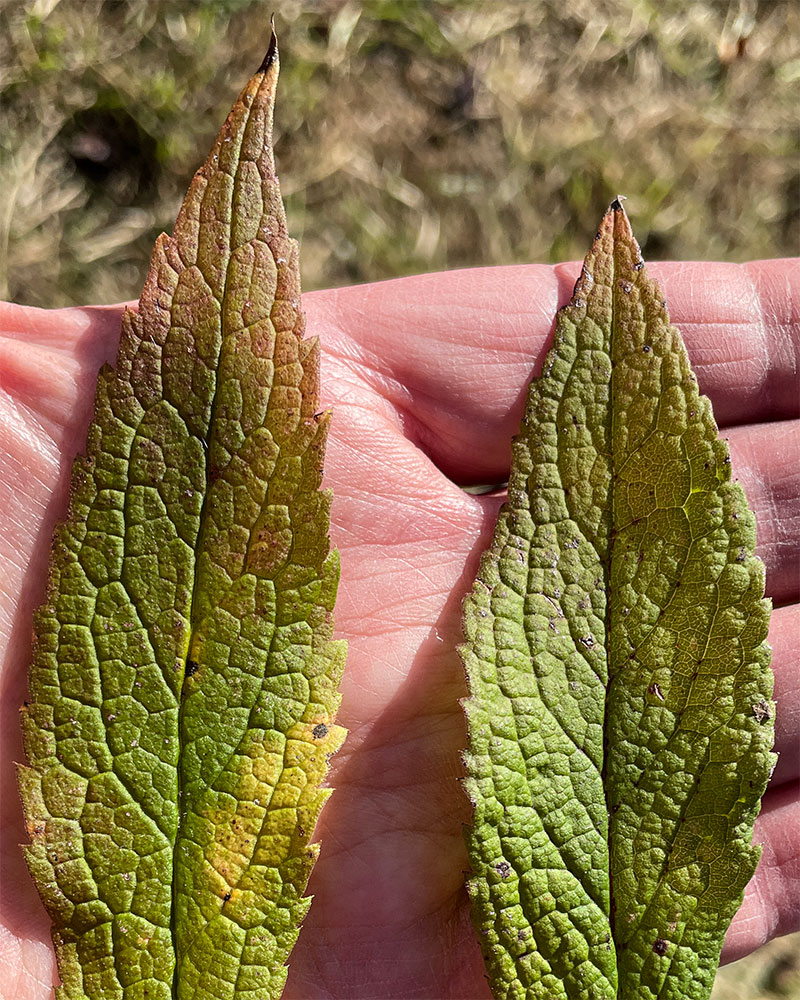 Solidago rugosa var. rugosa