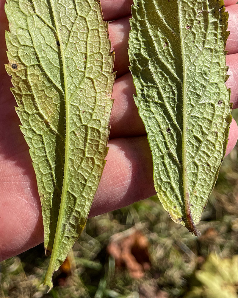 Solidago rugosa var. rugosa