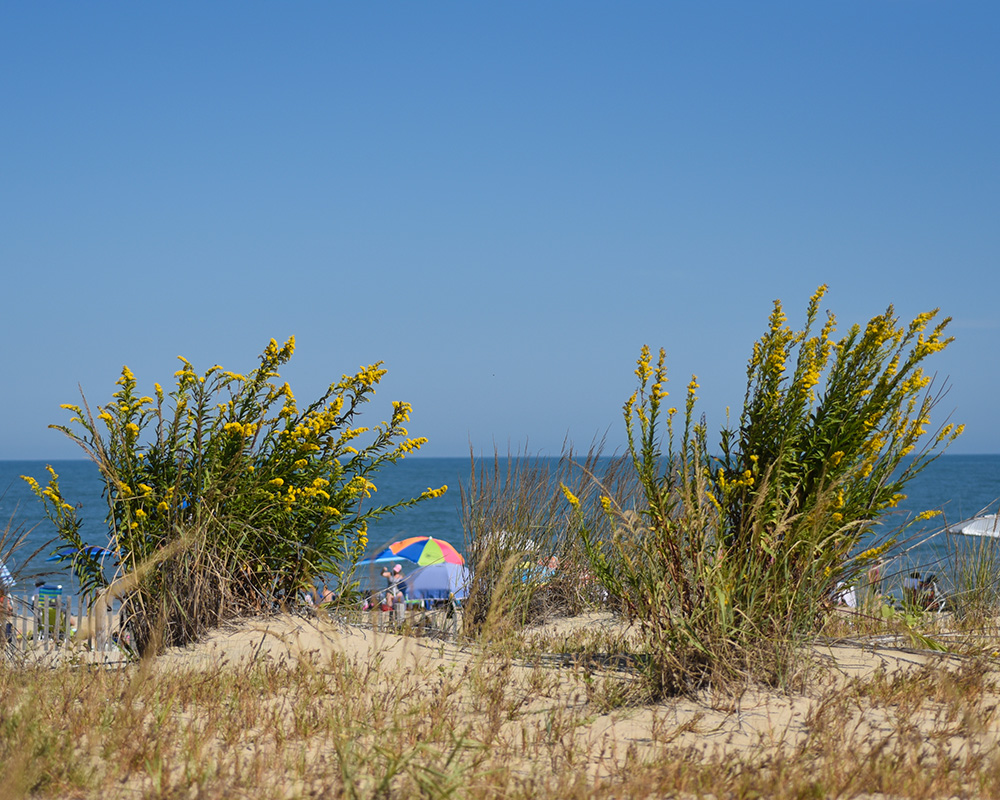 Seaside Goldenrod