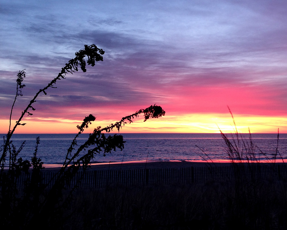 Seaside Goldenrod