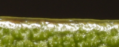 <i>Solidago sempervirens </i>var. <i>sempervirens</i>