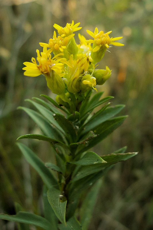 Small-headed Seaside Goldenrod