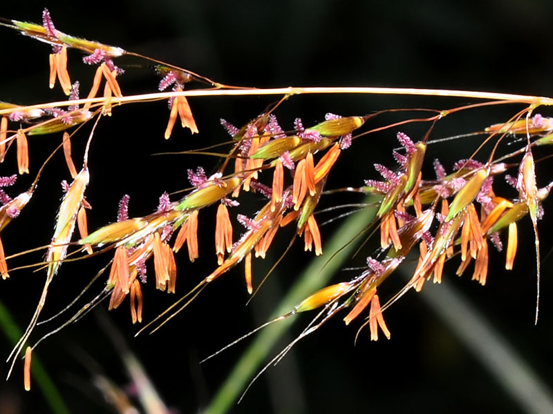 Sorghastrum nutans