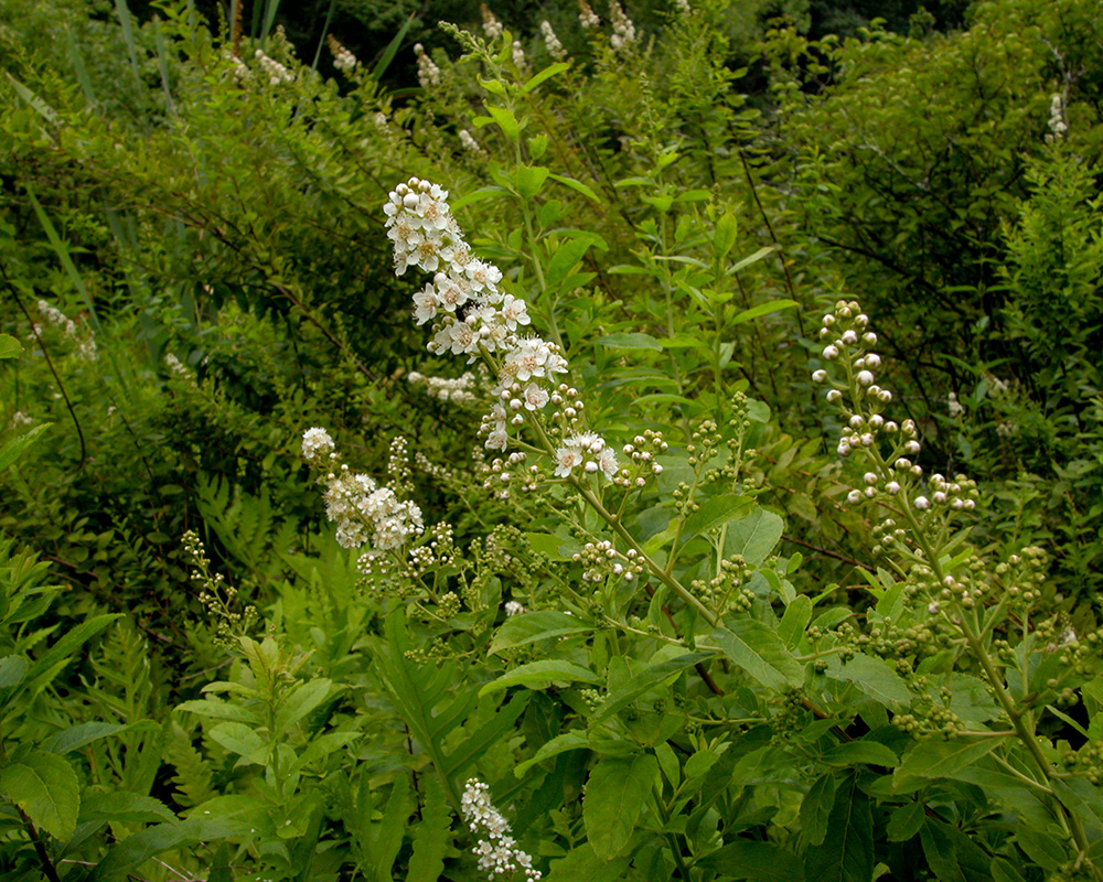 Spiraea alba var. latifolia