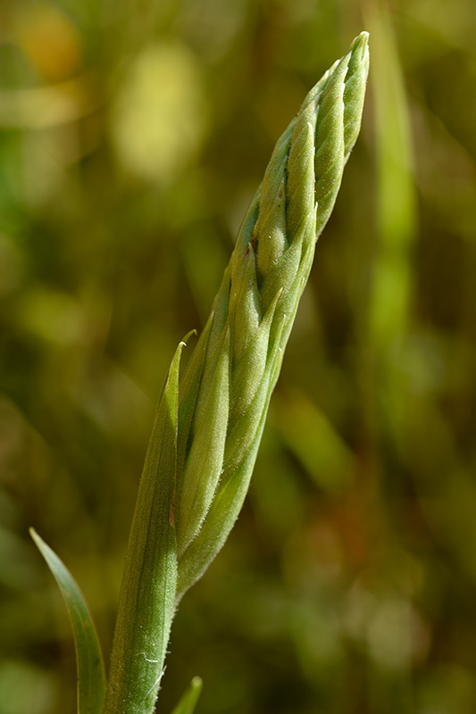 Spiranthes cernua