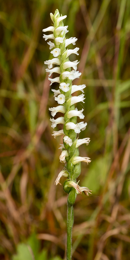 Spiranthes cernua