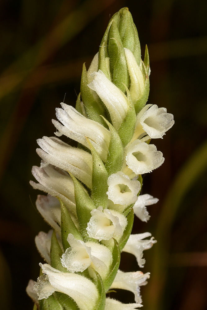 Spiranthes cernua