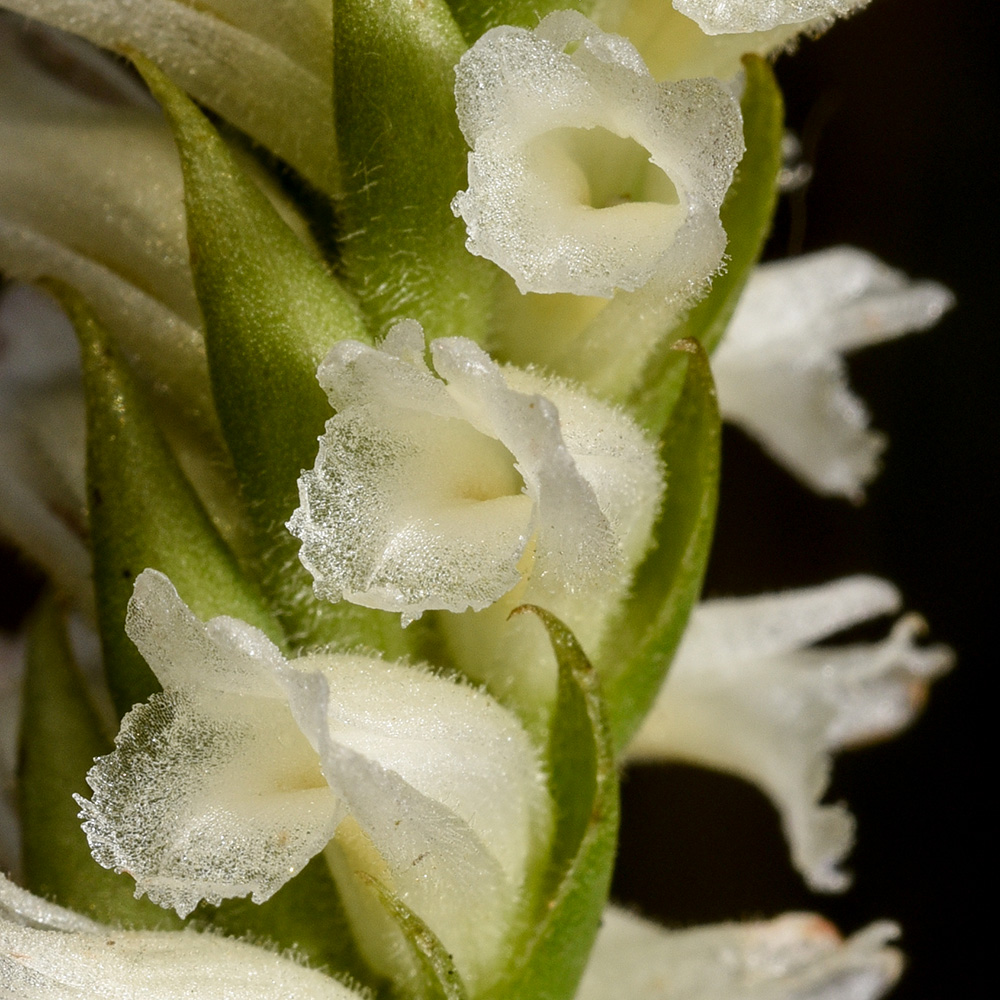 Spiranthes cernua