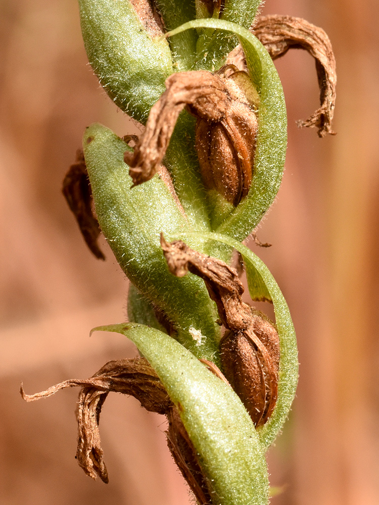 Spiranthes cernua