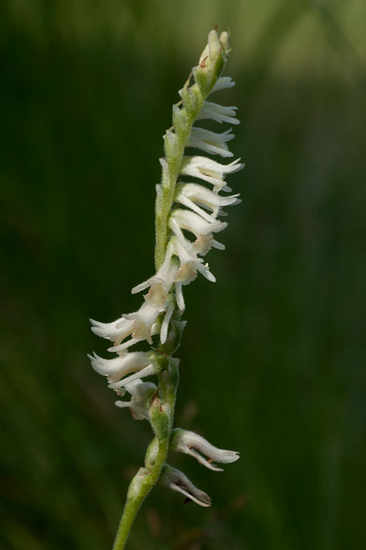 Spiranthes vernalis