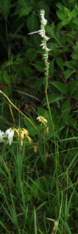 Spiranthes vernalis