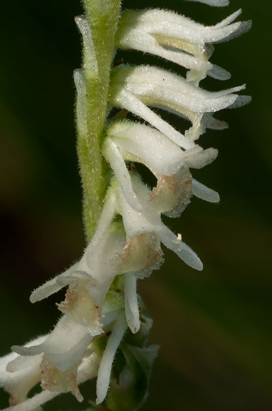 Twisted Ladies'-tresses