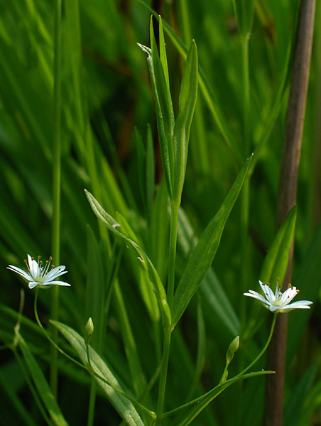 Stellaria longifolia