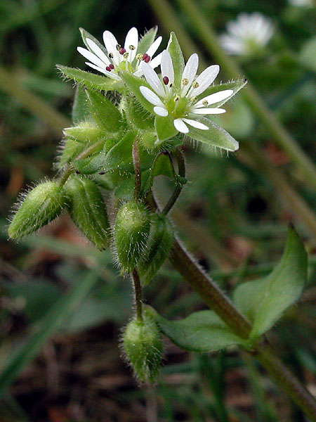 Stellaria media