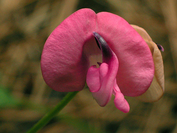 Pink Wild Bean