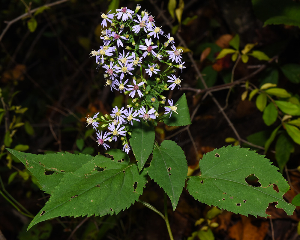 Symphyotrichum cordifolium