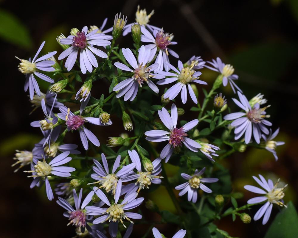 Symphyotrichum cordifolium