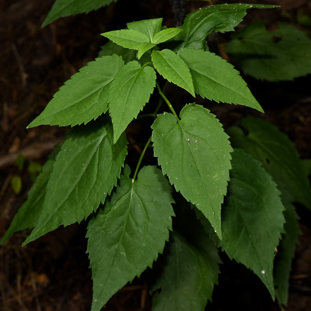 Symphyotrichum cordifolium