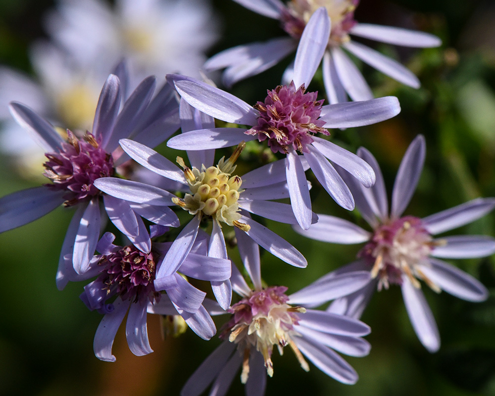Symphyotrichum cordifolium
