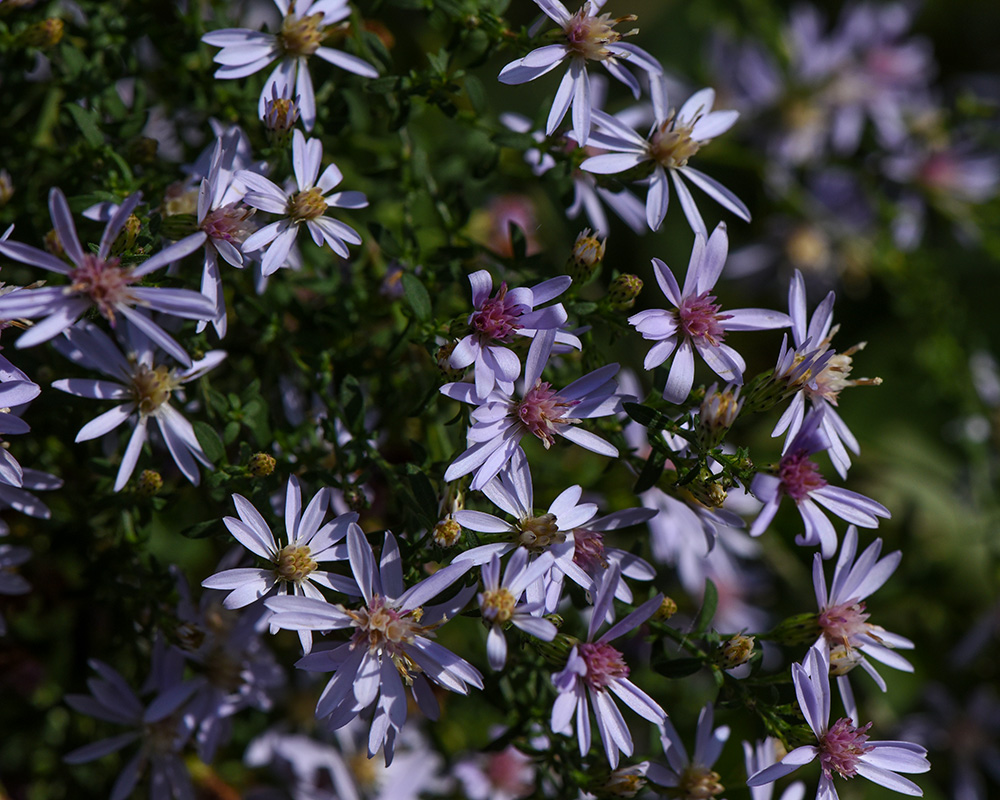 Symphyotrichum cordifolium