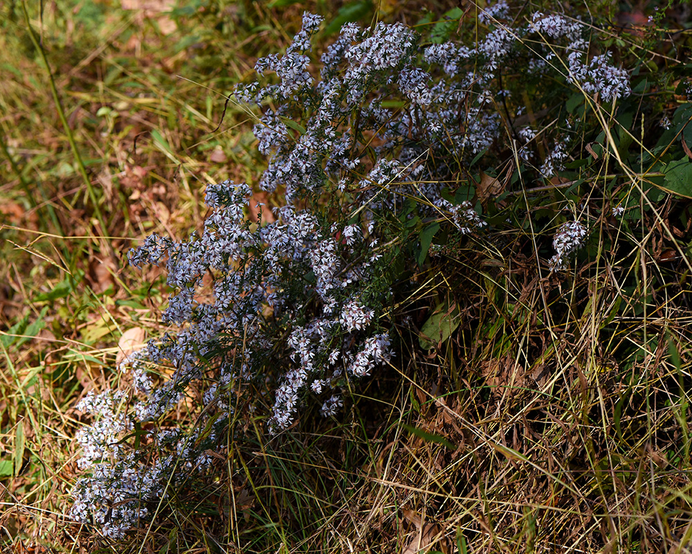 Symphyotrichum cordifolium