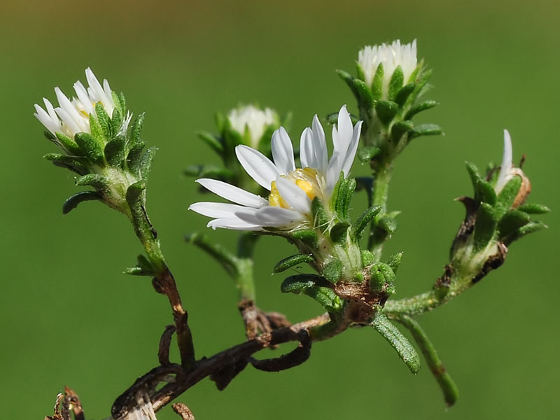 <i>Symphyotrichum ericoides </i>var. <i>ericoides</i>