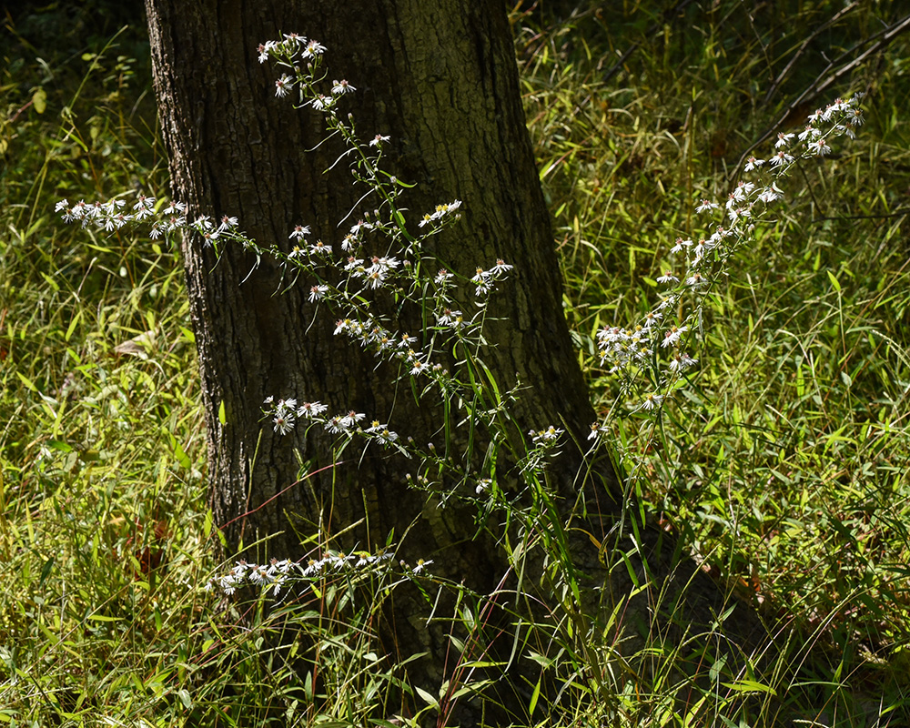 Symphyotrichum lanceolatum var. lanceolatum