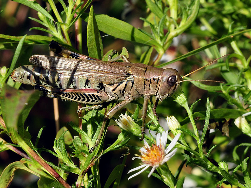 Symphyotrichum lanceolatum var. lanceolatum