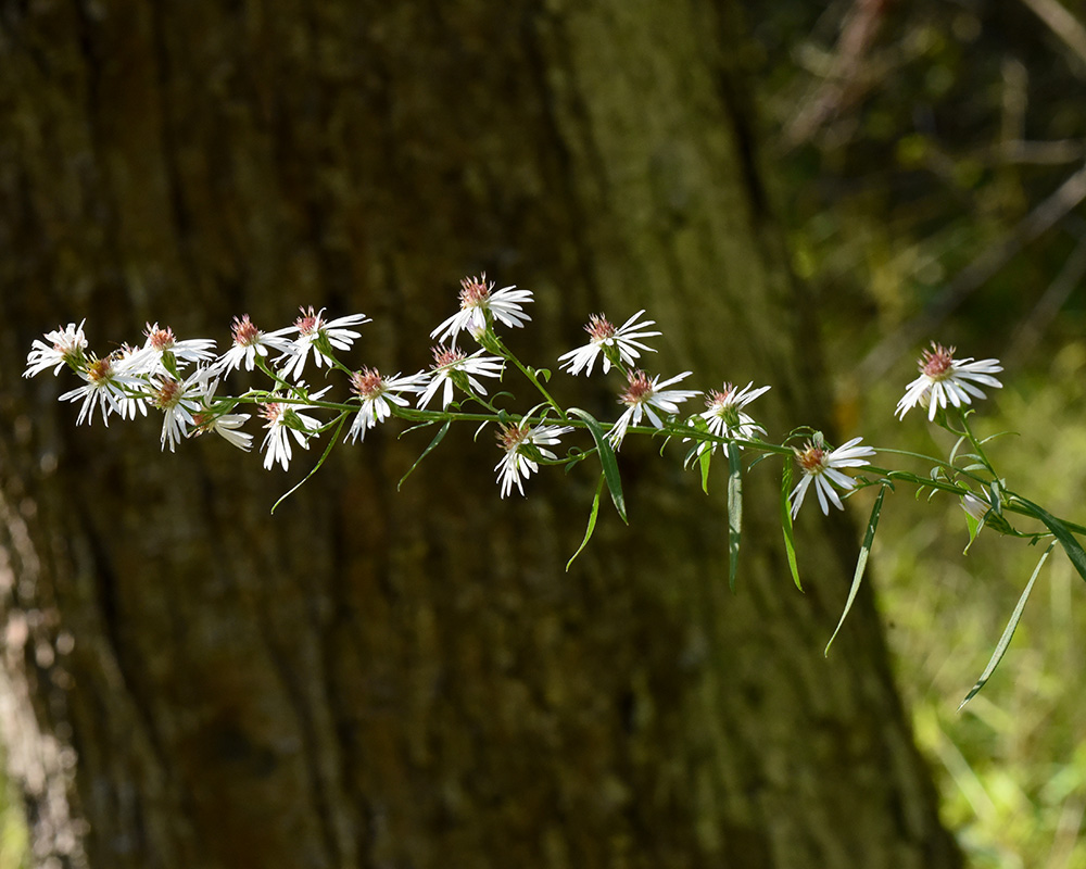 Symphyotrichum lanceolatum var. lanceolatum