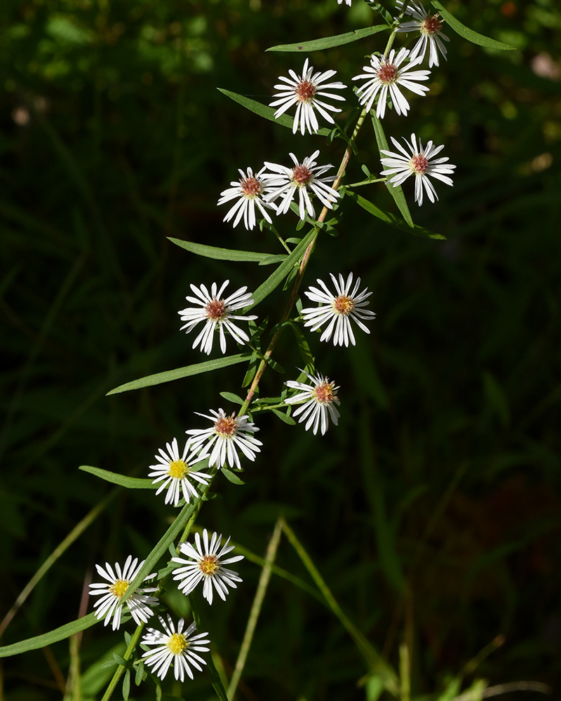 Symphyotrichum lanceolatum var. lanceolatum
