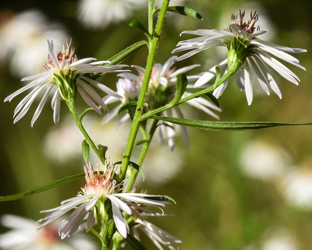 Symphyotrichum lanceolatum var. lanceolatum