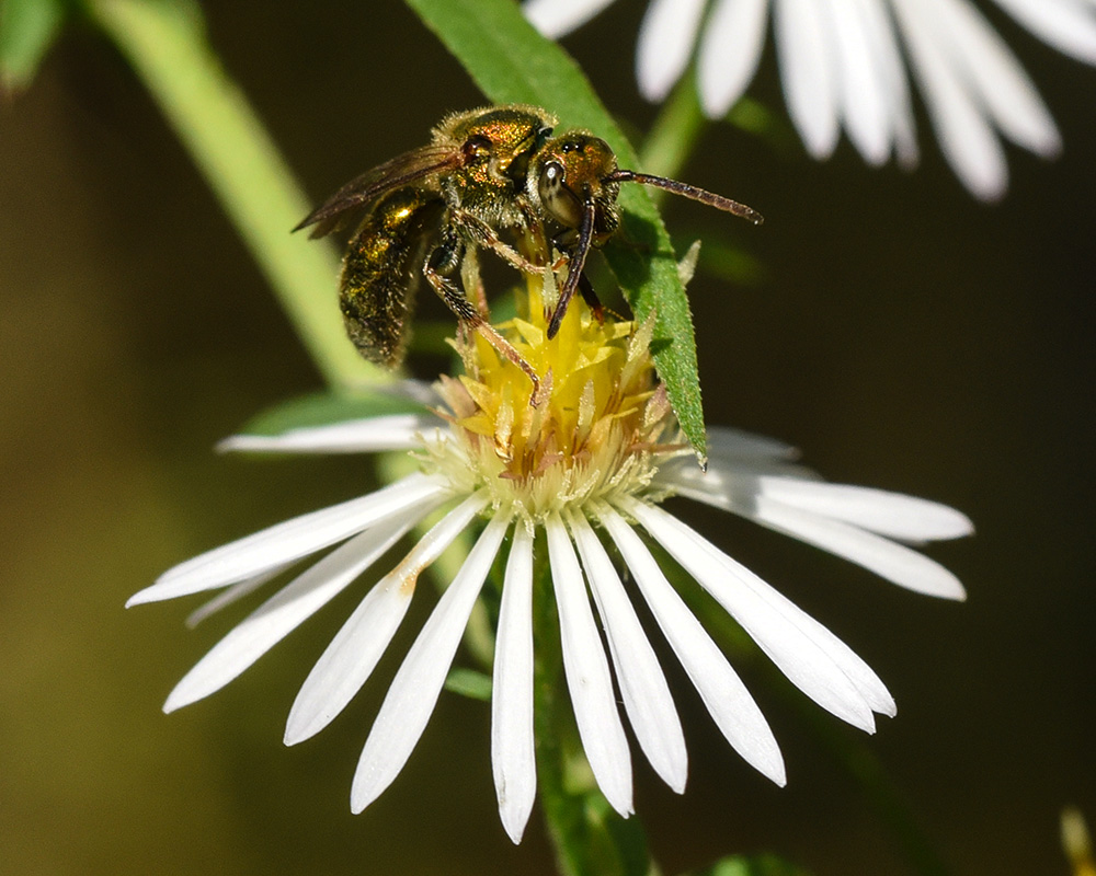 Symphyotrichum lanceolatum var. lanceolatum