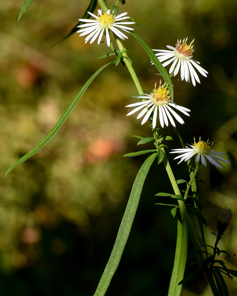 Symphyotrichum lanceolatum var. lanceolatum