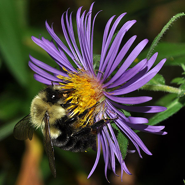 New England Aster