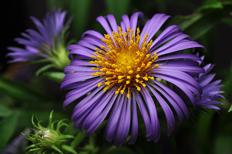 Symphyotrichum novae-angliae