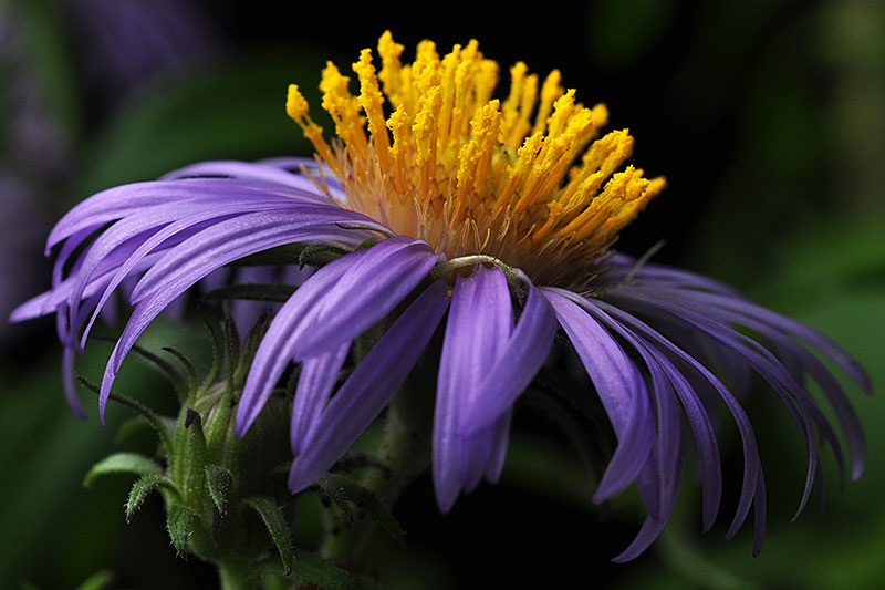 Symphyotrichum novae-angliae