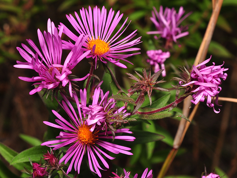 New England Aster