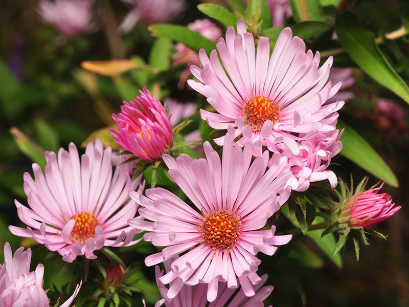 New England Aster