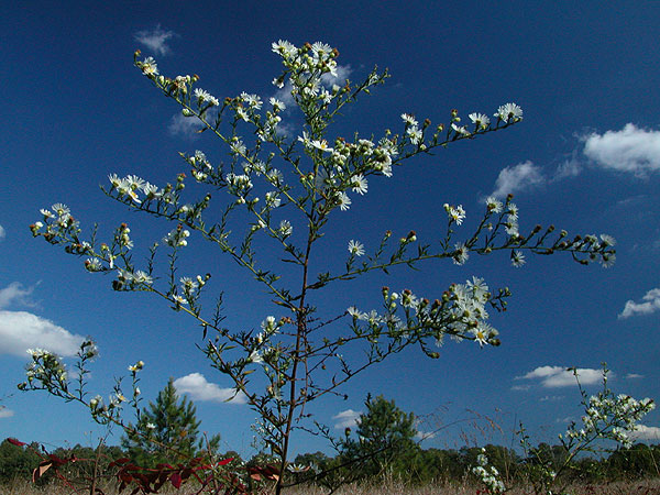 Symphyotrichum pilosum var. pilosum