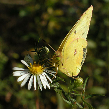 Hairy Heath Aster