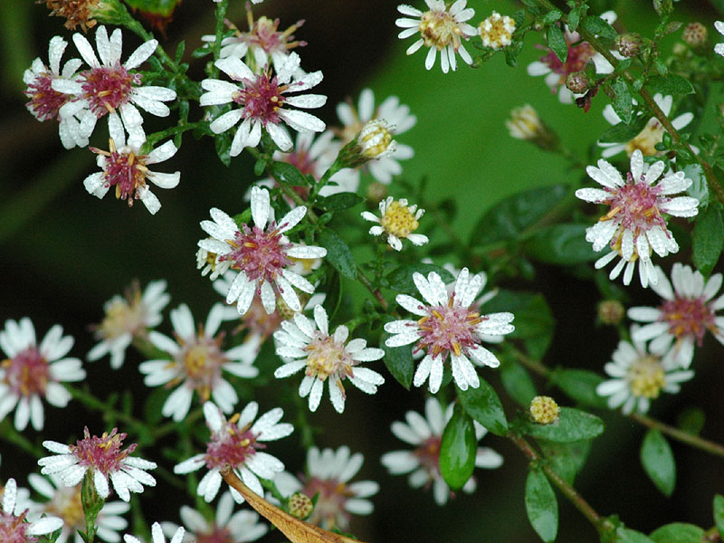 Symphyotrichum pilosum var. pringlei