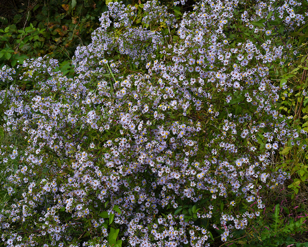 Symphyotrichum puniceum var. puniceum