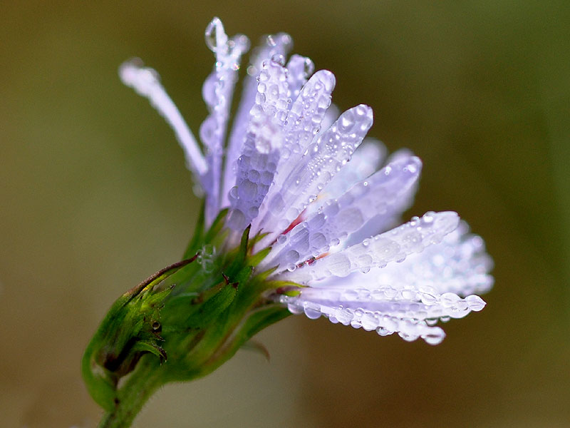 Bristly Aster