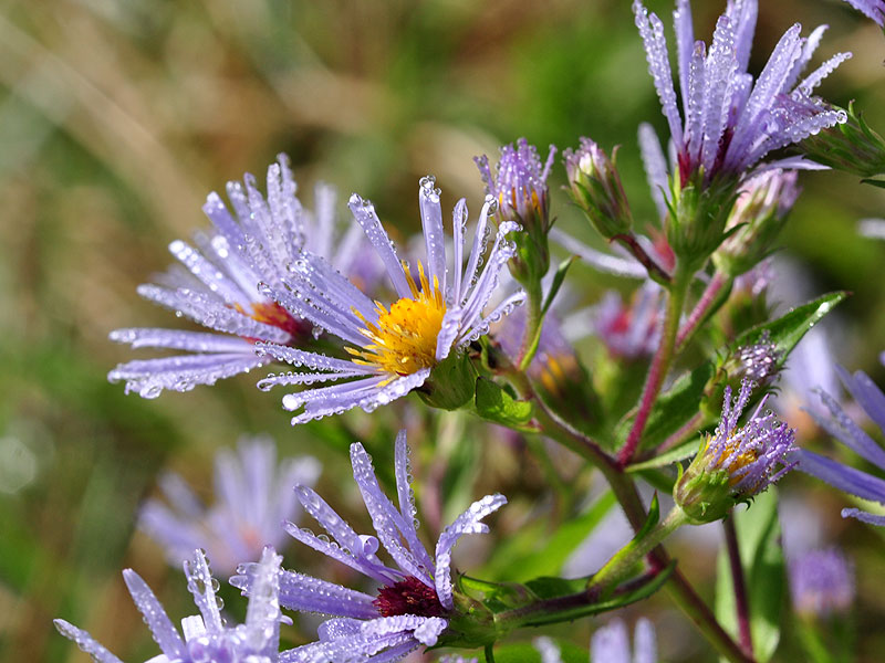 Bristly Aster